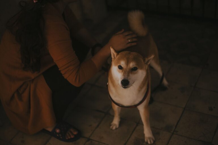 Shy dog looking