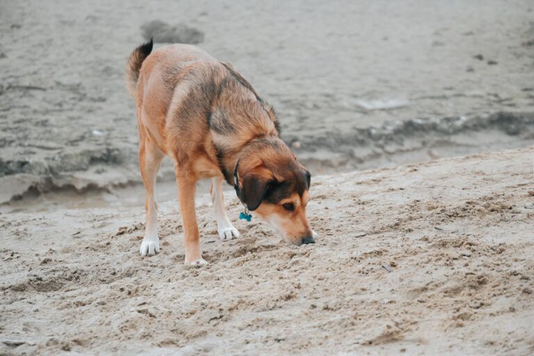 Dog sniffing snuffle
