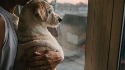 Building your dog’s confidence: gentle training ideas that make everyday life easier