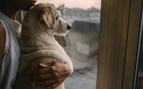 Building your dog’s confidence: gentle training ideas that make everyday life easier