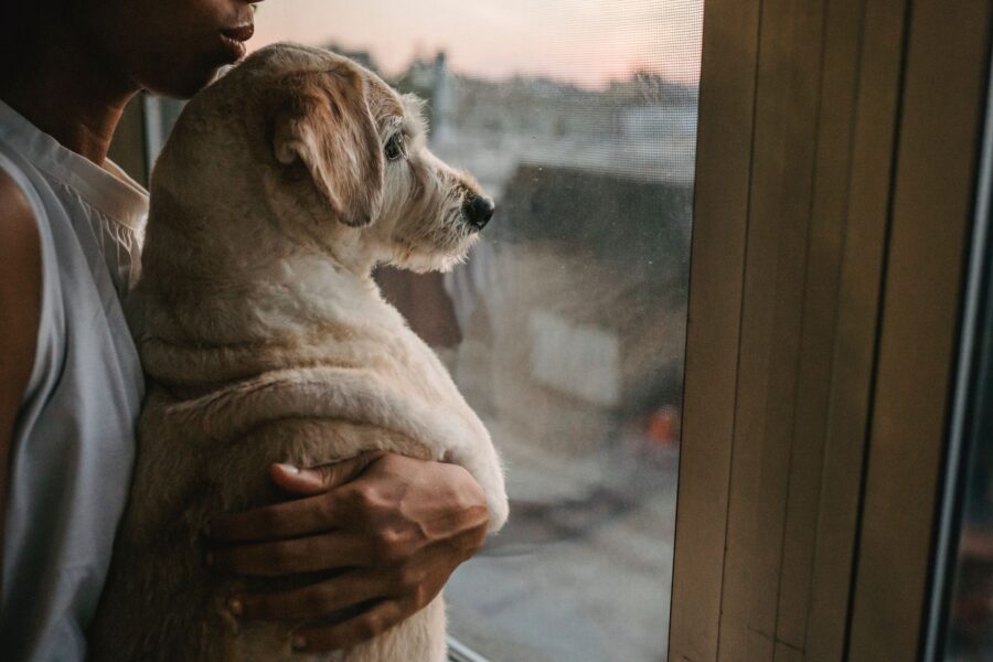 Shy dog looking