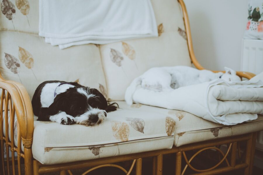 Relaxed dog sleeping living room sofa