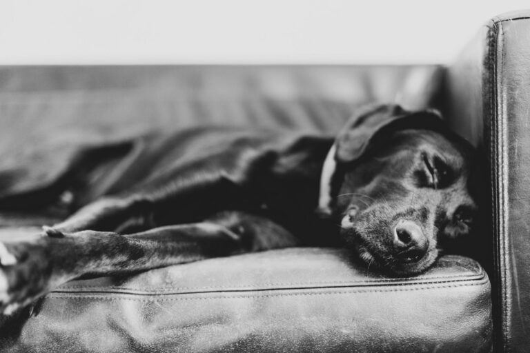 Relaxed dog sleeping living room sofa