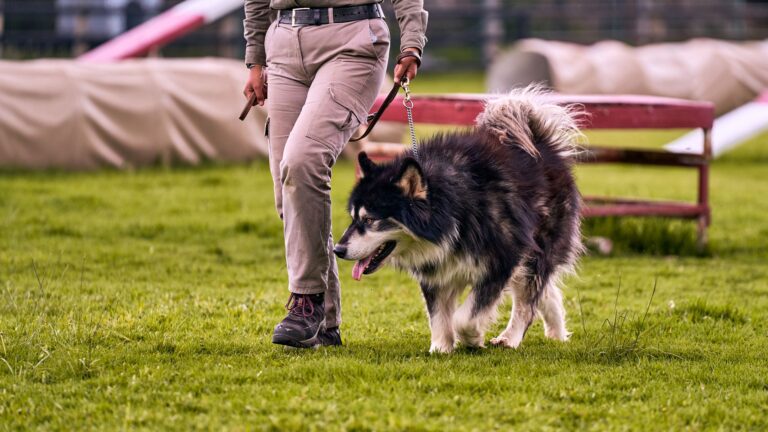Person training dog