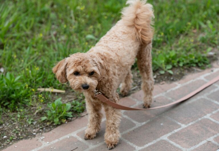 Young dog walking