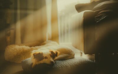 Calm dog evenings at home that turn the end of the day into your best shared ritual