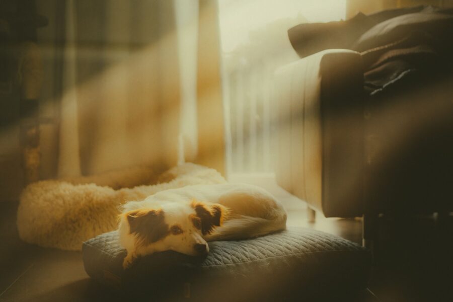 Relaxed dog evening