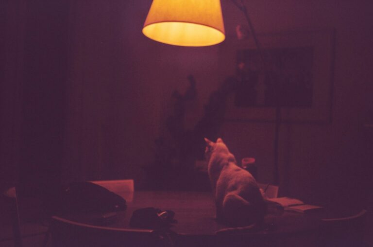 Dog resting bed
