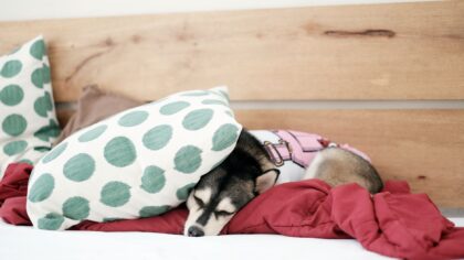 Calm dog lifestyle at home: simple ways to help your dog truly relax