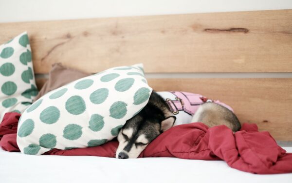Calm dog lifestyle at home: simple ways to help your dog truly relax