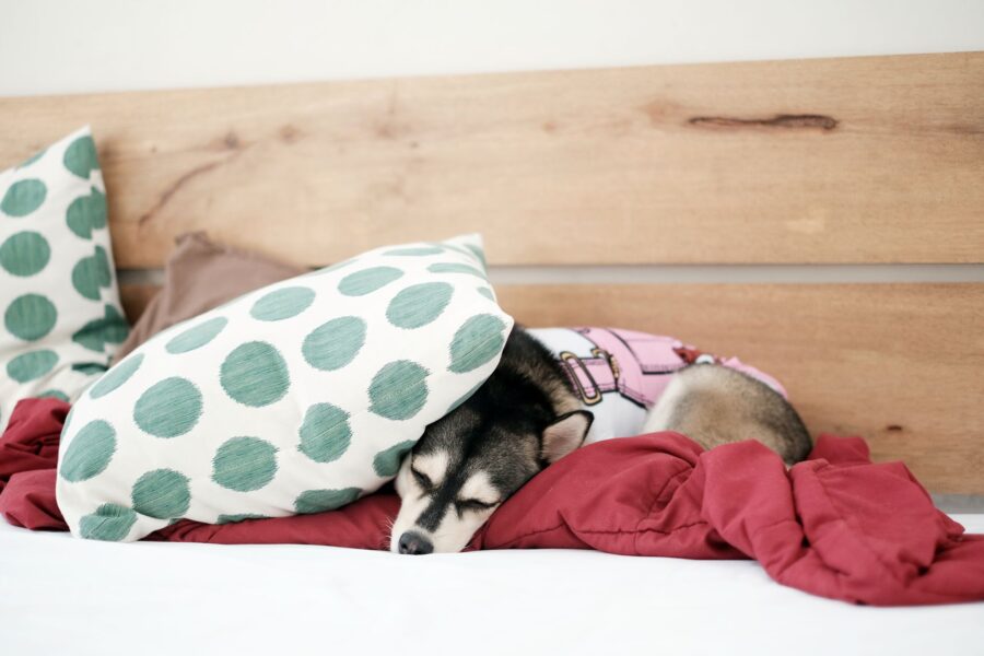 Relaxed dog sleeping