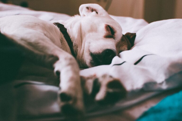 Relaxed dog sleeping