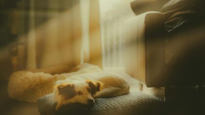 Calm evenings with your dog: gentle ways to unwind together at home