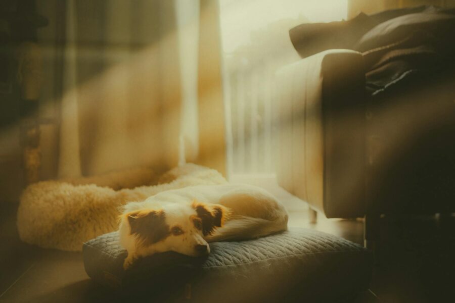 Relaxed dog evening