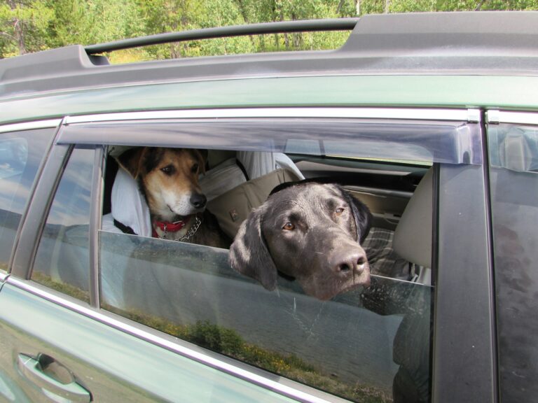 Dog car back