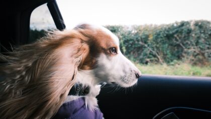 Car travel with dogs made easier: practical tips for calmer, safer trips