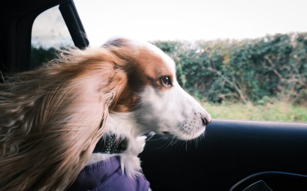 Car travel with dogs made easier: practical tips for calmer, safer trips
