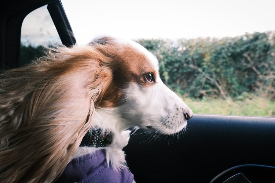 Dog car back
