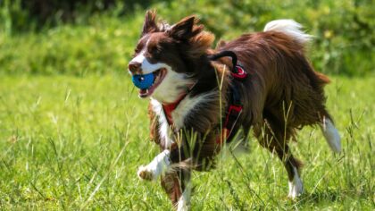 Choosing a herding breed puppy: energy, instincts and everyday life