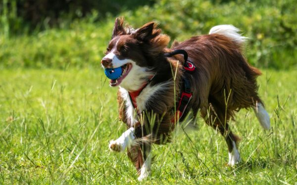 Choosing a herding breed puppy: energy, instincts and everyday life