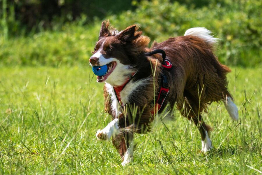 Border collie puppy