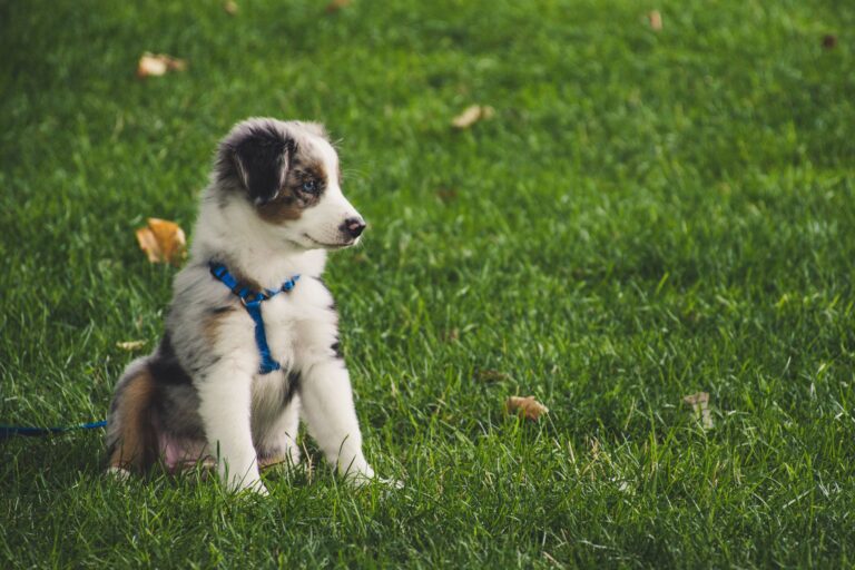 Australian shepherd puppy