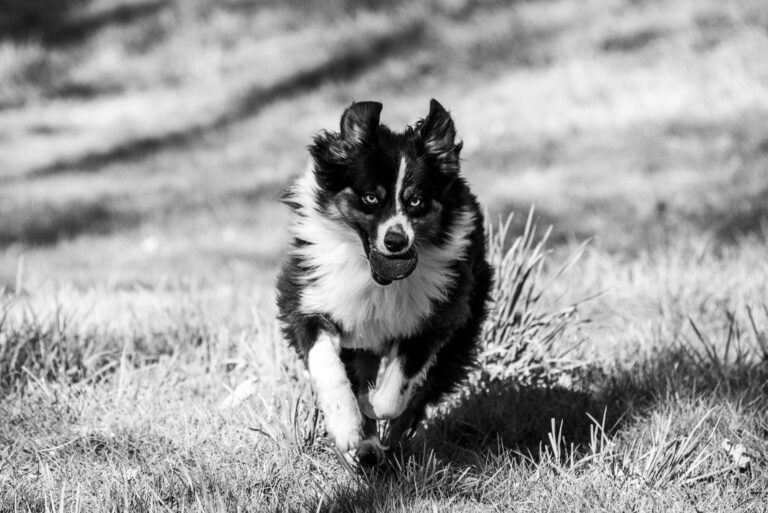 Border collie puppy