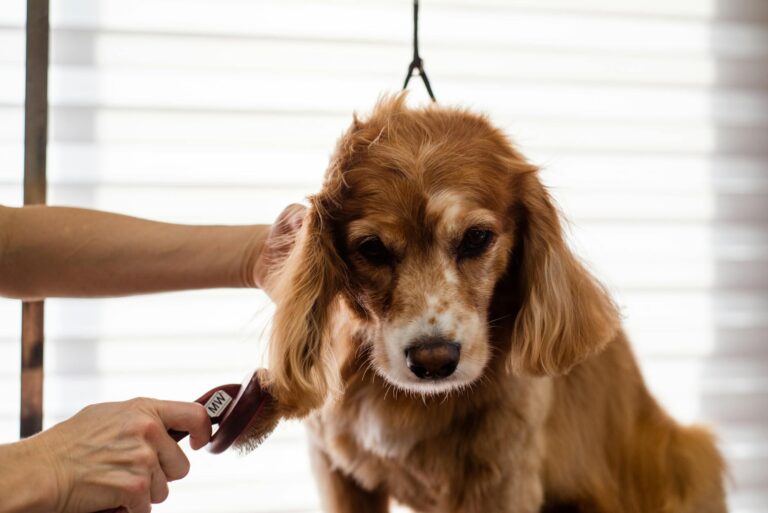Groomer brushing curly coated dog