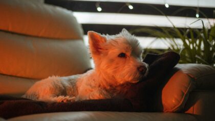 Choosing a low-shedding dog: breeds, coat types and realistic grooming needs