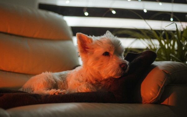 Choosing a low-shedding dog: breeds, coat types and realistic grooming needs