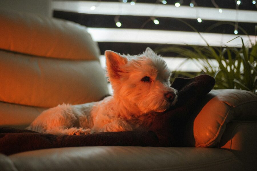 Small white non shedding dog indoor sofa
