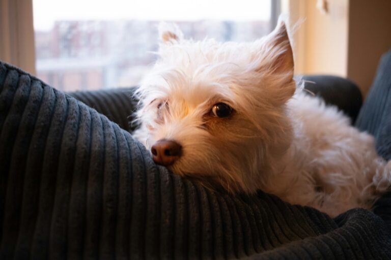 Small white non shedding dog indoor sofa