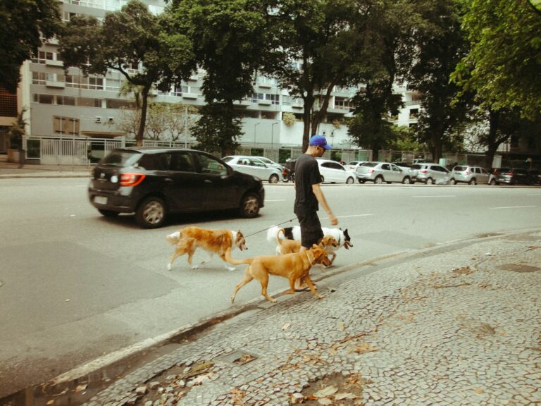 Large dog walking