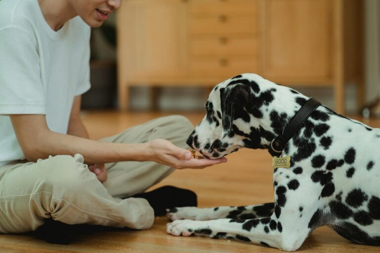 Person training dog