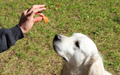 Clicker training for dogs: a clear starter guide for fast, positive learning