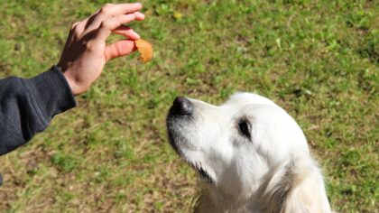 Clicker training for dogs: a clear starter guide for fast, positive learning