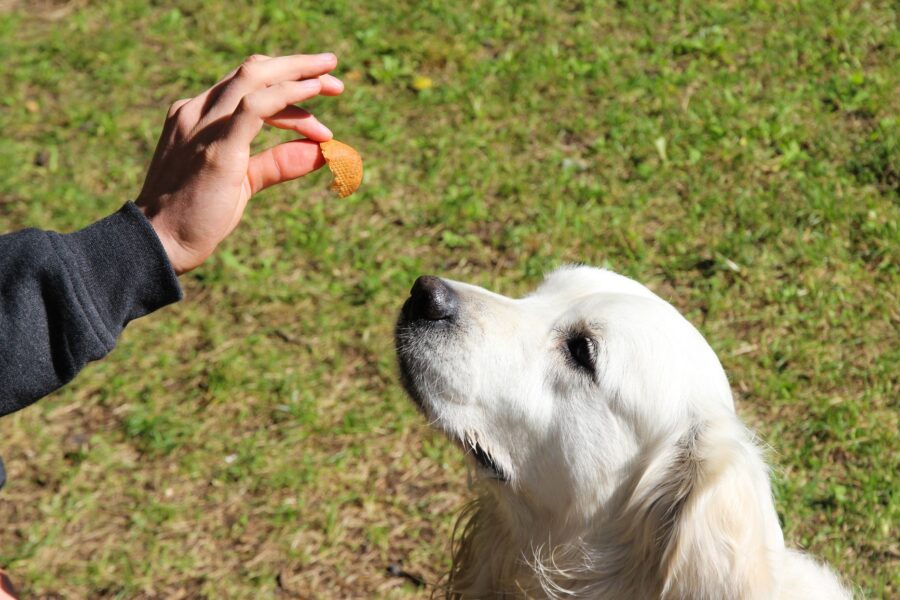 Person training dog
