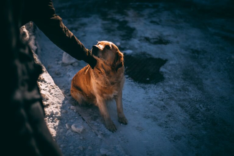 Close dog clicker