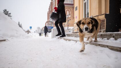 Cold weather care for dogs: practical tips to keep your dog safe and comfortable