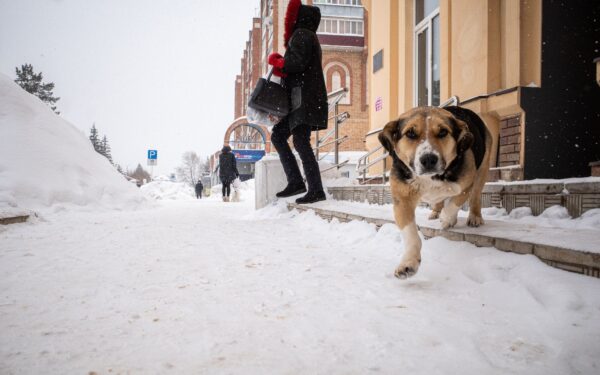 Cold weather care for dogs: practical tips to keep your dog safe and comfortable