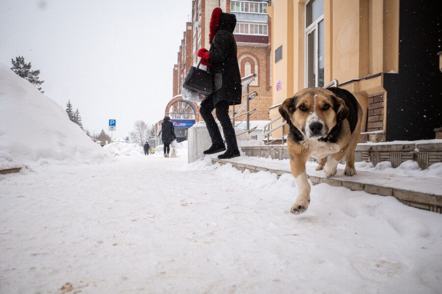 Dog winter coat
