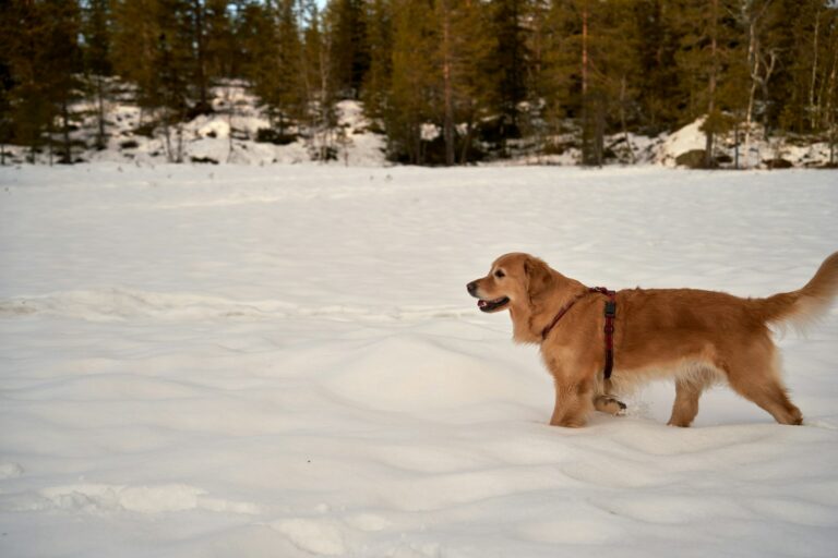 Dog paw snow