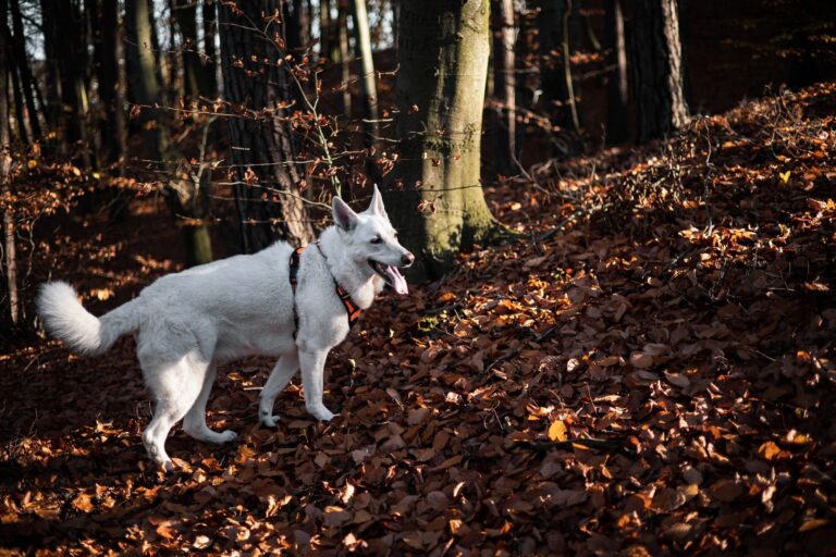Dog autumn walk