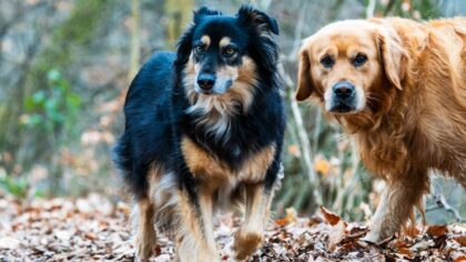 Cool weather dog care guide for long walks and outdoor adventures