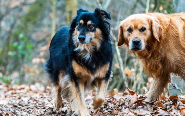 Cool weather dog care guide for long walks and outdoor adventures