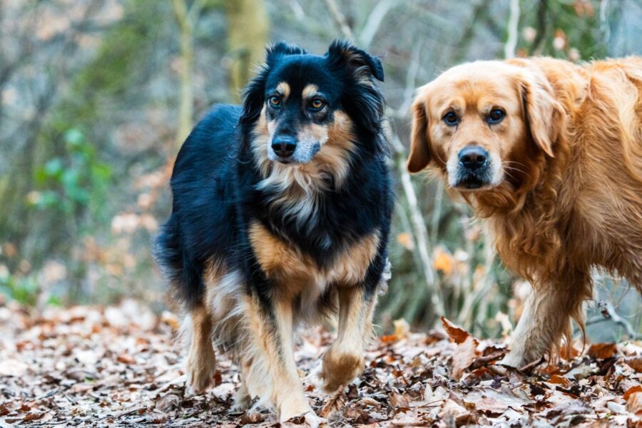 Dog autumn walk