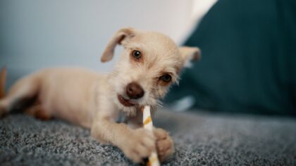Crate training basics for a calmer, safer life with your dog