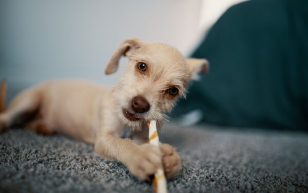 Crate training basics for a calmer, safer life with your dog