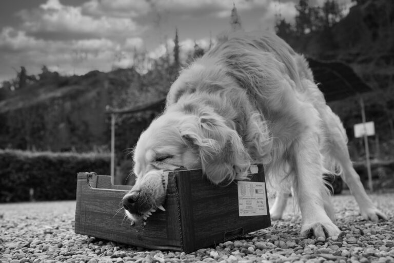 Puppy sleeping crate