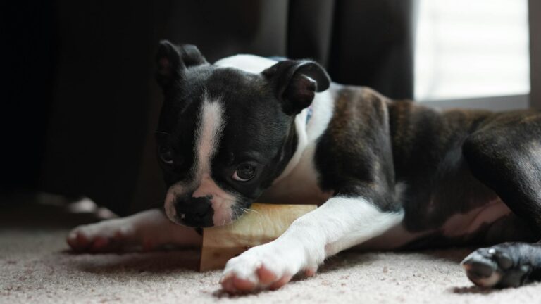 Puppy crate soft